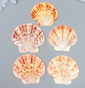 Ракушки Pecten Lentigious № 6