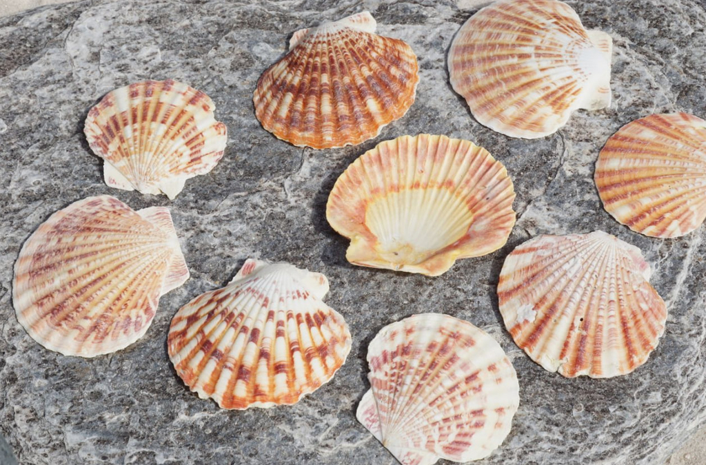 Ракушки Pecten Lentigious № 6